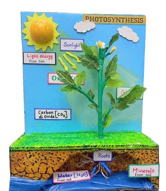 School Projects – Photosynthesis