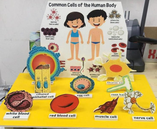 School Projects – Common Cell of Human Body