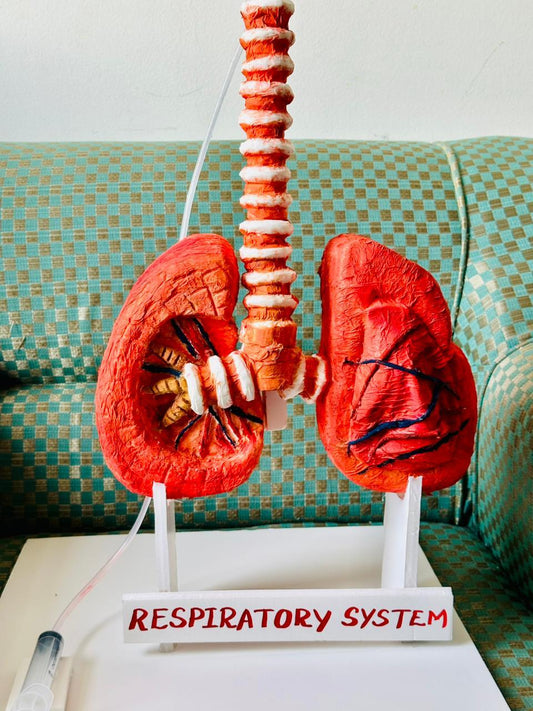 School Projects – Respiratory System