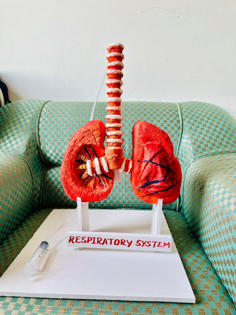 School Projects – Respiratory System