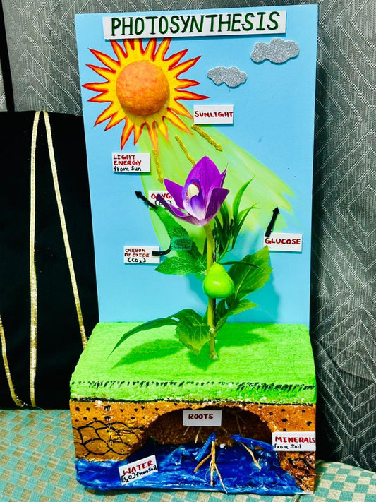 School Projects – Photosynthesis