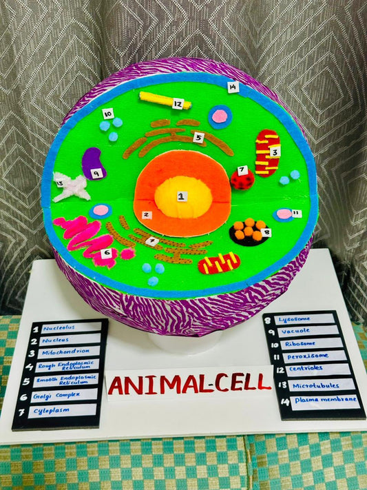 School Projects – Animal Cell