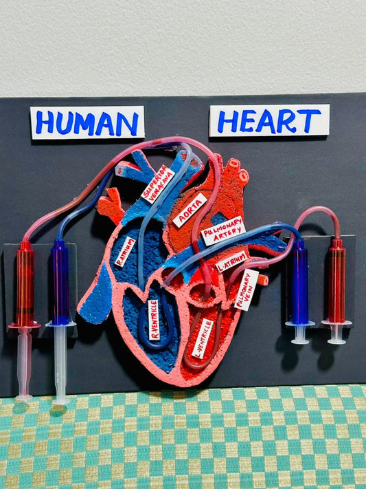 School Projects – Human Heart