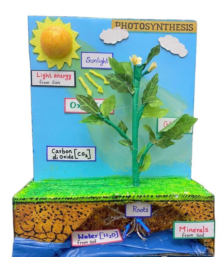 School Projects – Photosynthesis
